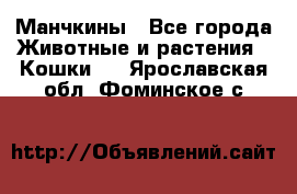 Манчкины - Все города Животные и растения » Кошки   . Ярославская обл.,Фоминское с.